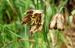 Image of checker lily