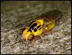 Image of Thaumatomyia notata (Meigen 1830)