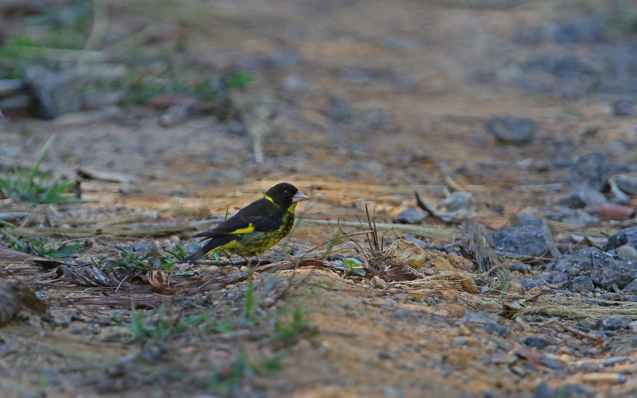 Sivun Chloris monguilloti (Delacour 1926) kuva