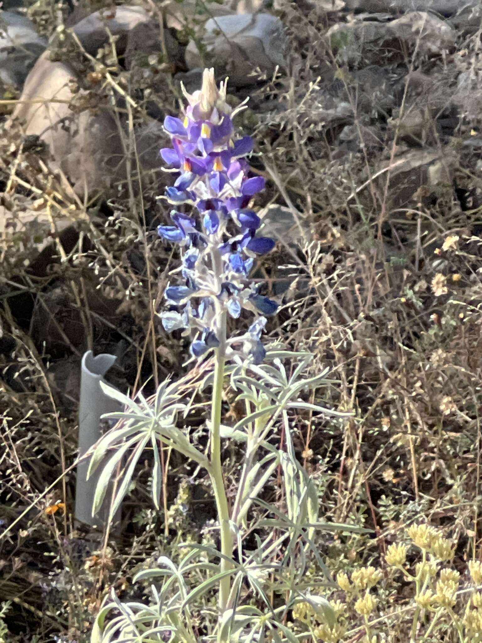 Image of Lupinus montanus Kunth