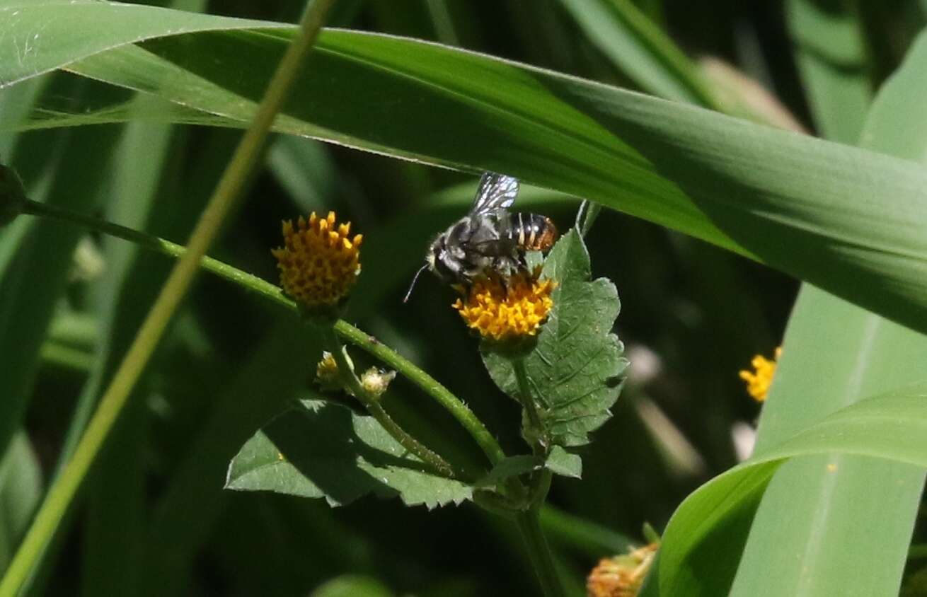 Imagem de Megachile ignescens Cockerell 1929