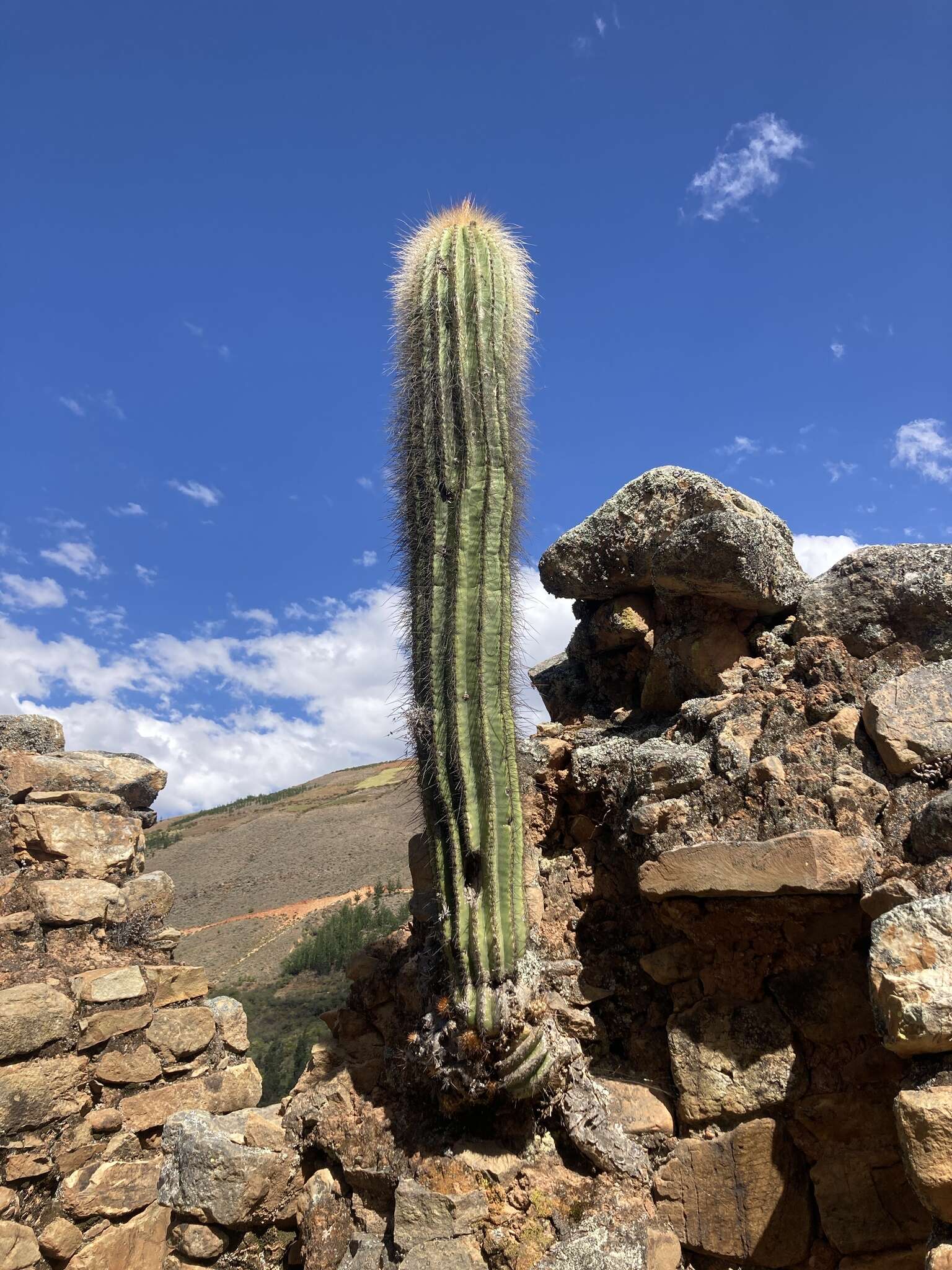 Imagem de Echinopsis tarijensis subsp. bertramiana (Backeb.) M. Lowry