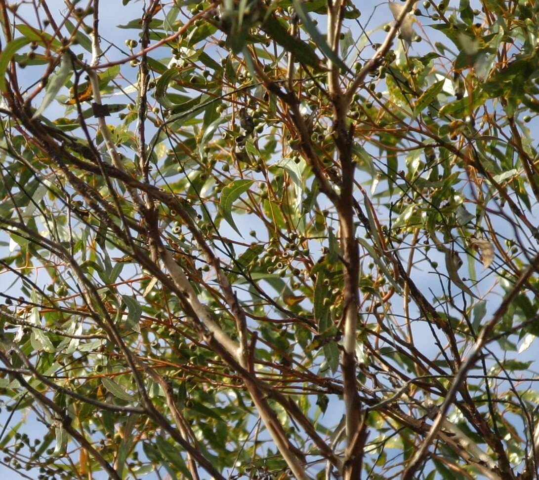 Image of Eucalyptus albida Maiden & Blakely