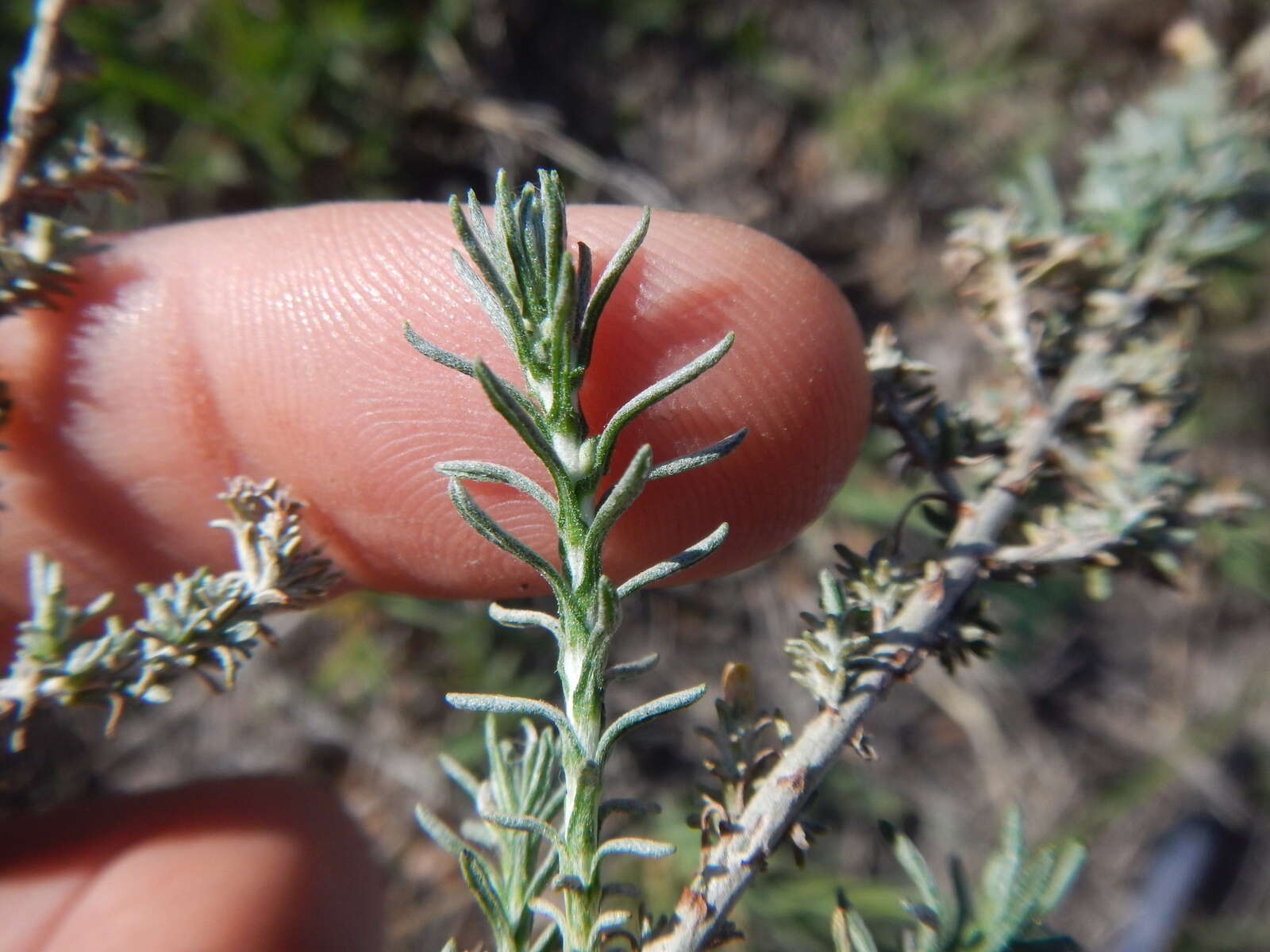 Image of <i>Helichrysum <i>asperum</i></i> var. asperum