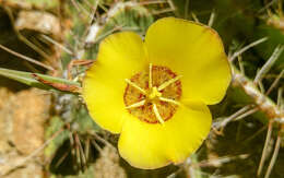 Image of goldenbowl mariposa lily