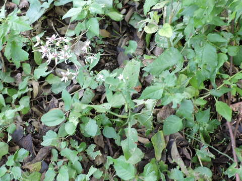 Image of Drummond's aster