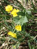 Image of hybrid buttercup