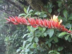 Image of Pitcairnia brittoniana (Mez) Mez