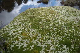 Image of Donatia fascicularis J. R. Forster & G. Forster