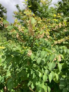 Image of <i>Phyllanthus mocinianus</i>