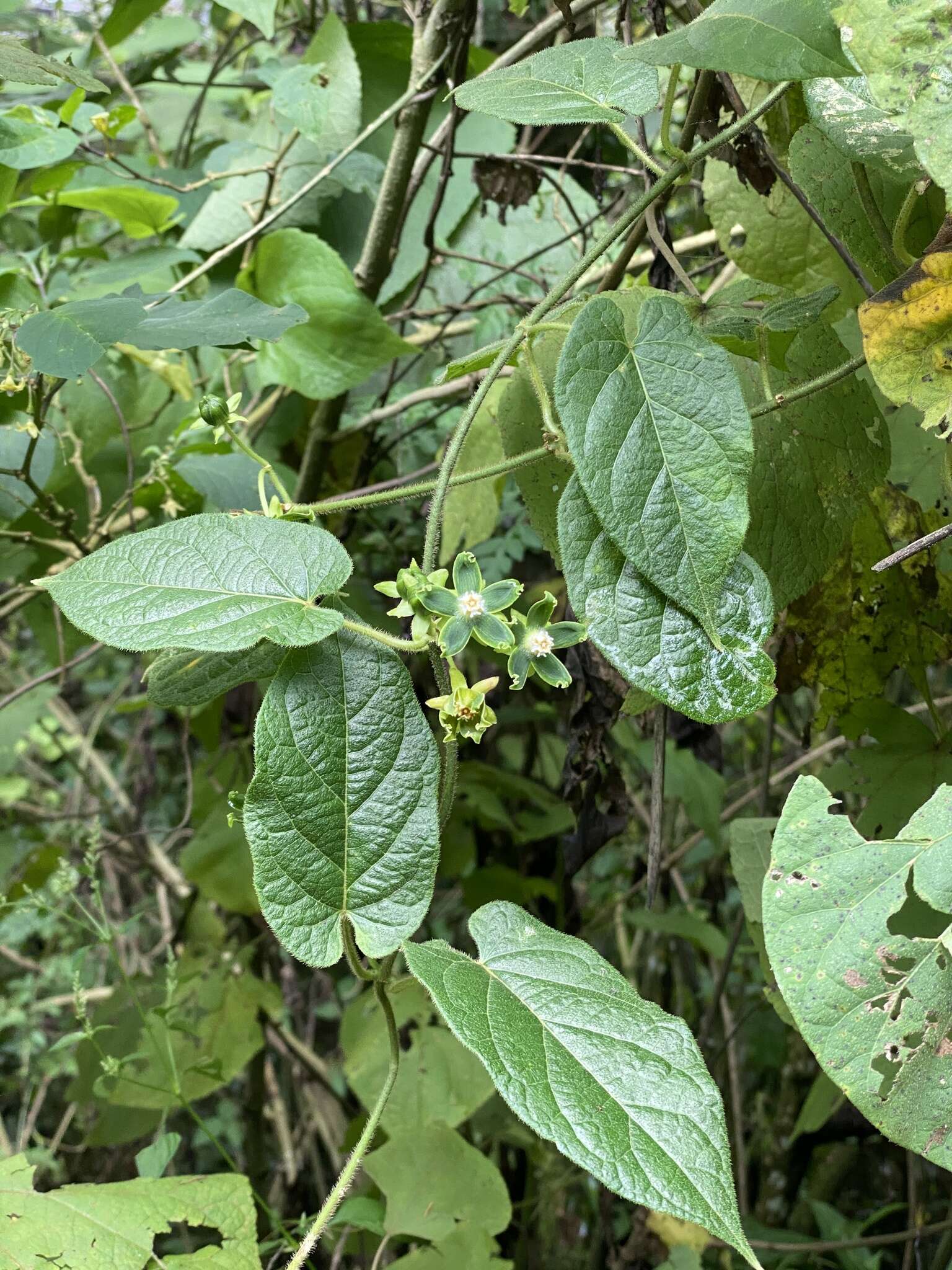 Image of Gonolobus stenosepalus (J. D. Sm.) R. E. Woodson