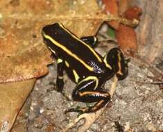 Image of Yellow-striped Poison Frog