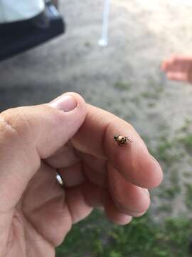 Image of Parenthesis Lady Beetle