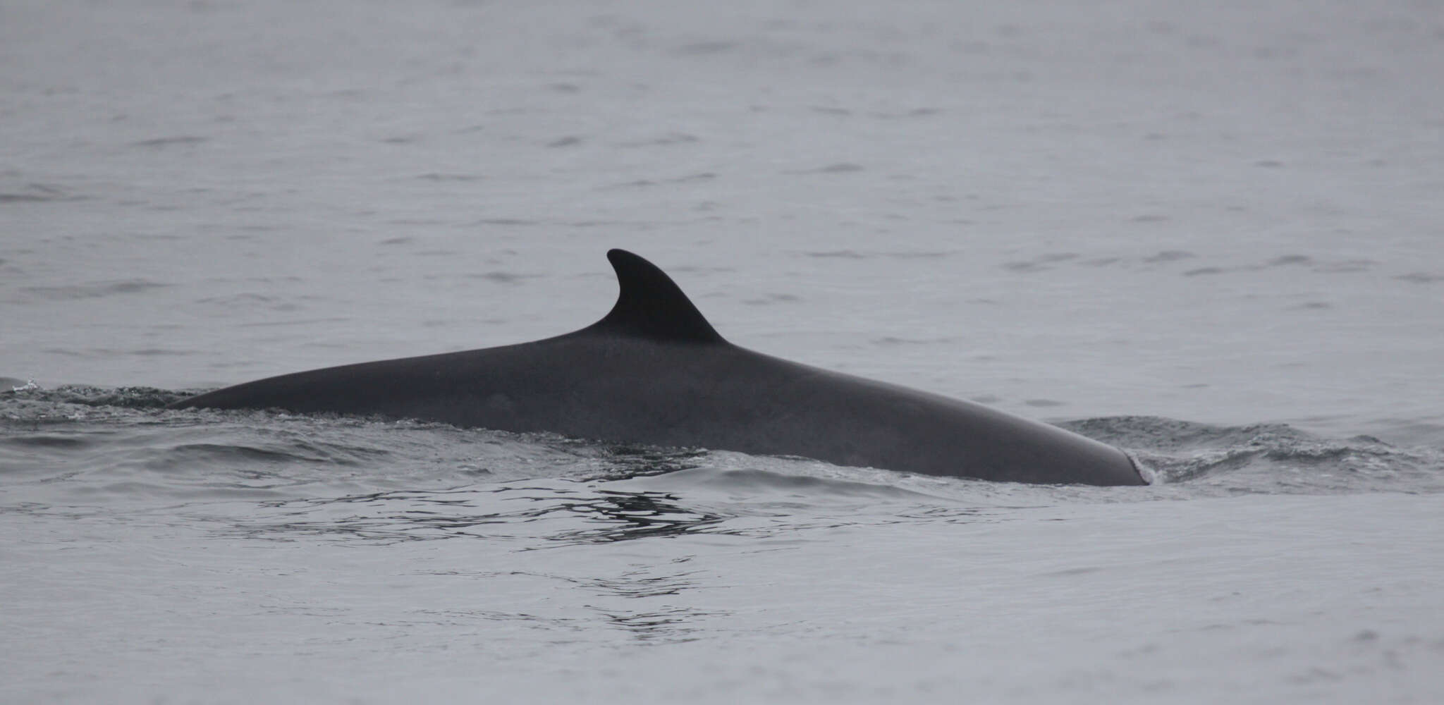 Image of Common Minke Whale