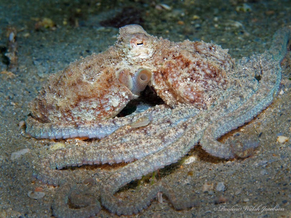 Image of Macrotritopus Grimpe 1922