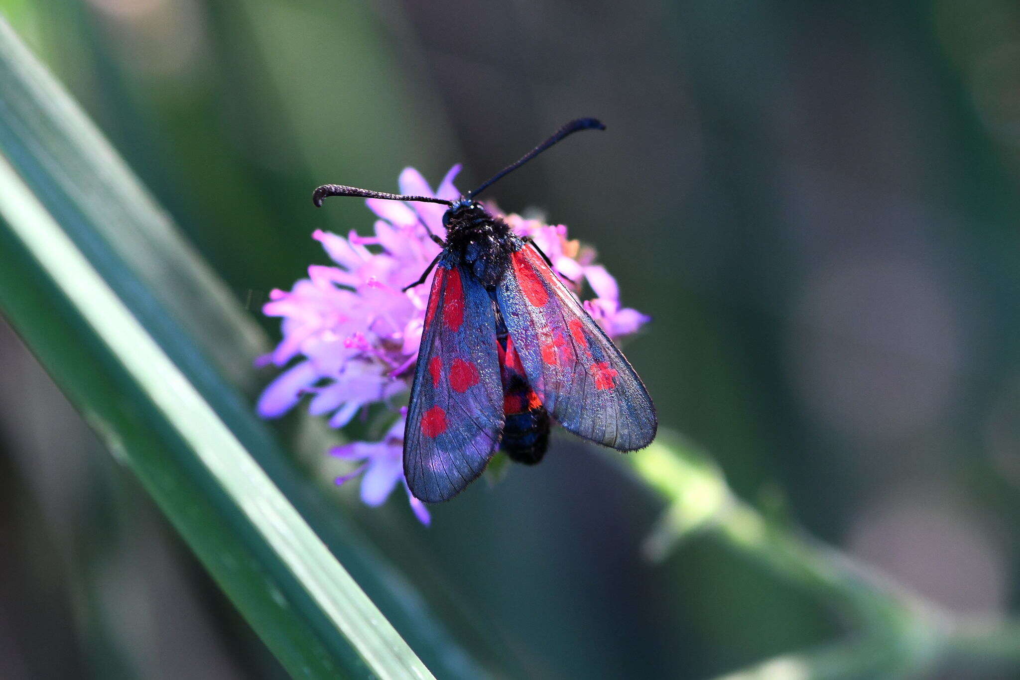 Image of Zygaena cynarae Esper 1789