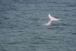 Image of Chinese Humpback Dolphin