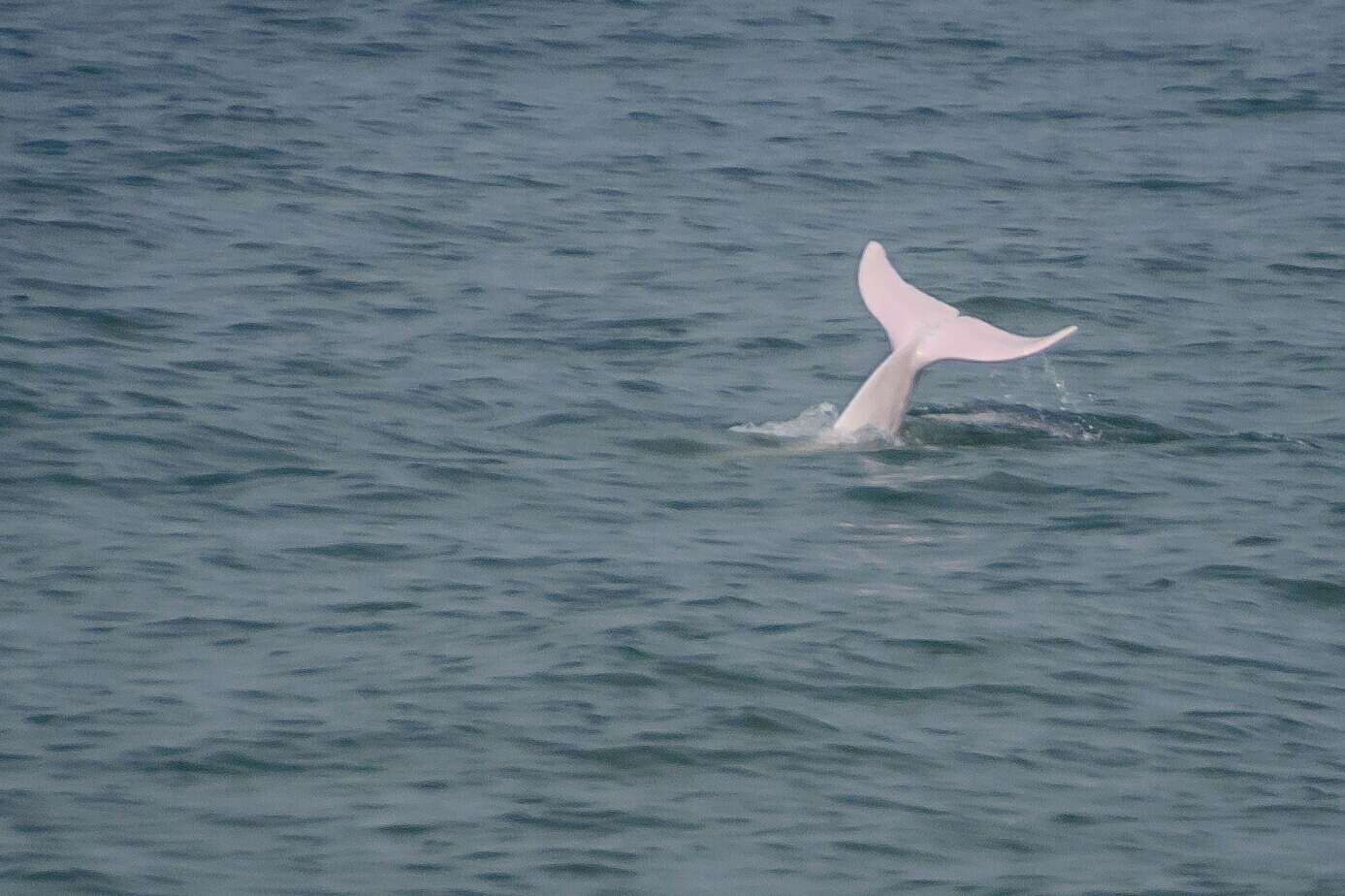 Image of Chinese Humpback Dolphin