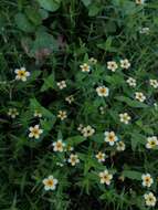 Image of Zinnia flavicoma (DC.) Olorode & A. M. Torres