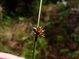 Imagem de Juncus coriaceus Mackenzie