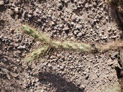 Imagem de Cylindropuntia acanthocarpa subsp. acanthocarpa