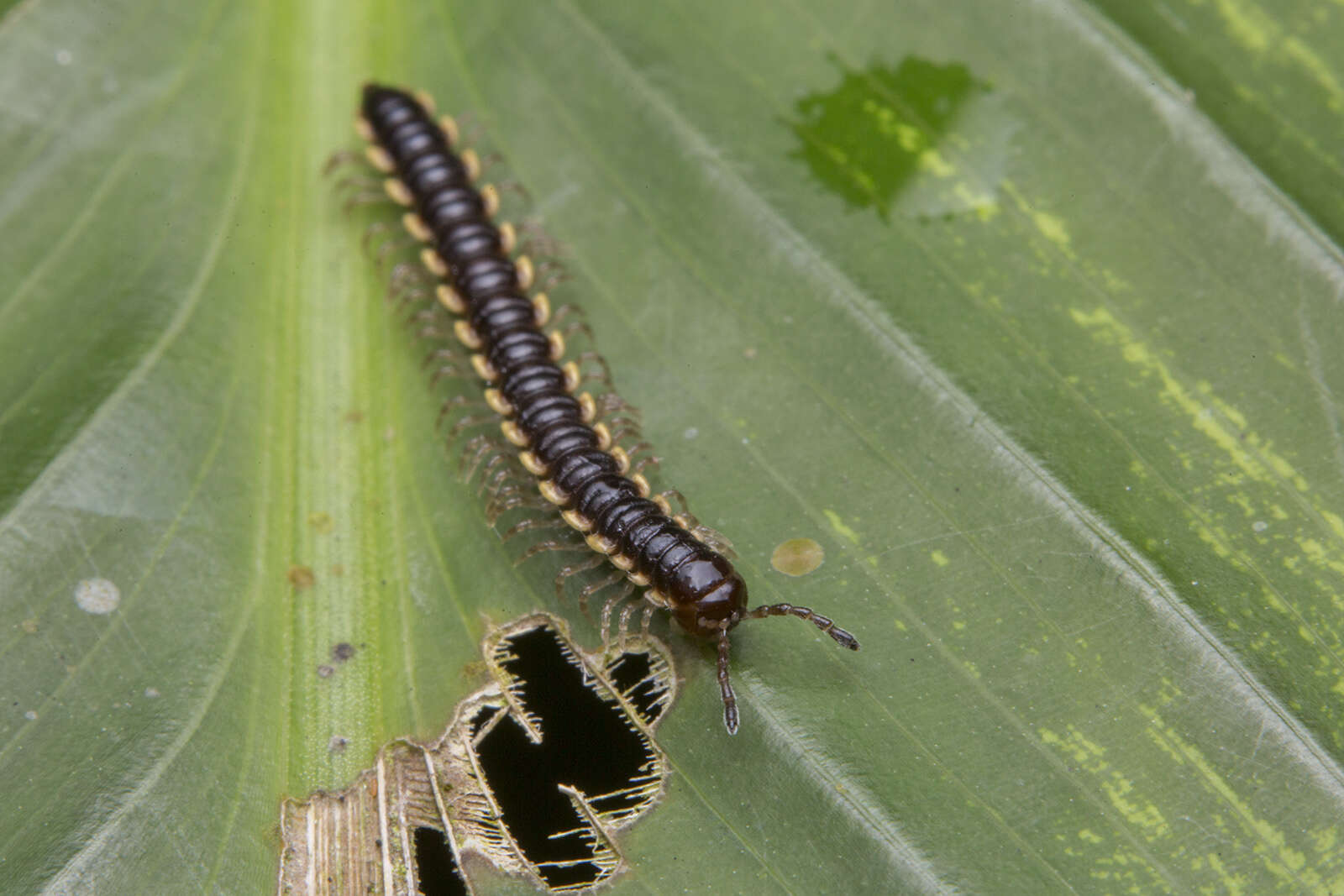 Image of Millipede