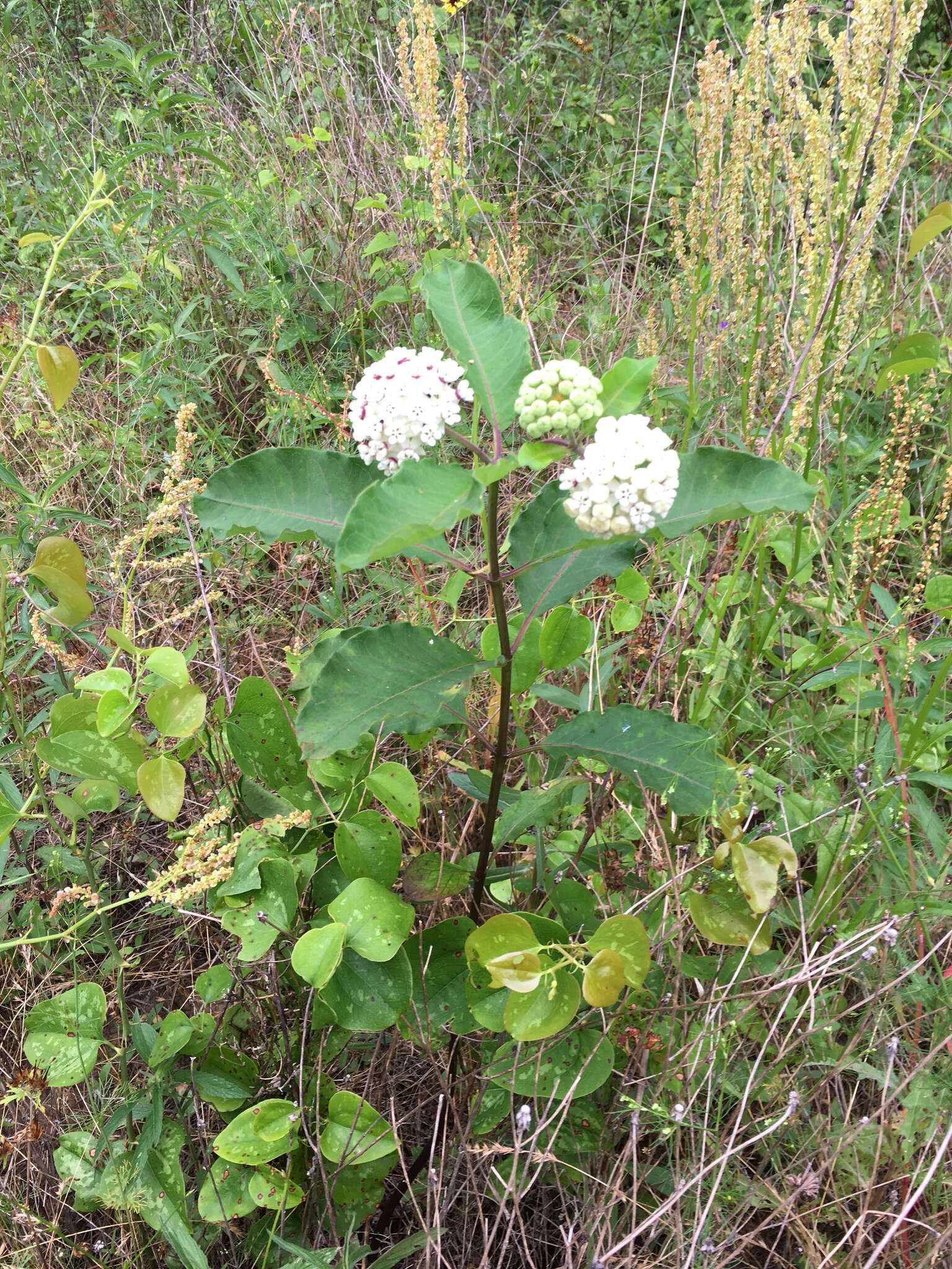 Image of redring milkweed