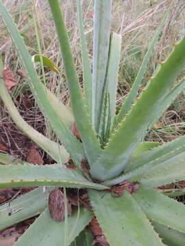 Image of Basil Christian's aloe