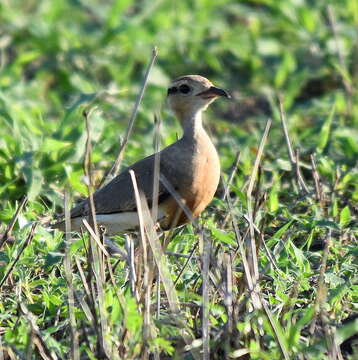 Image of Temminck's Courser