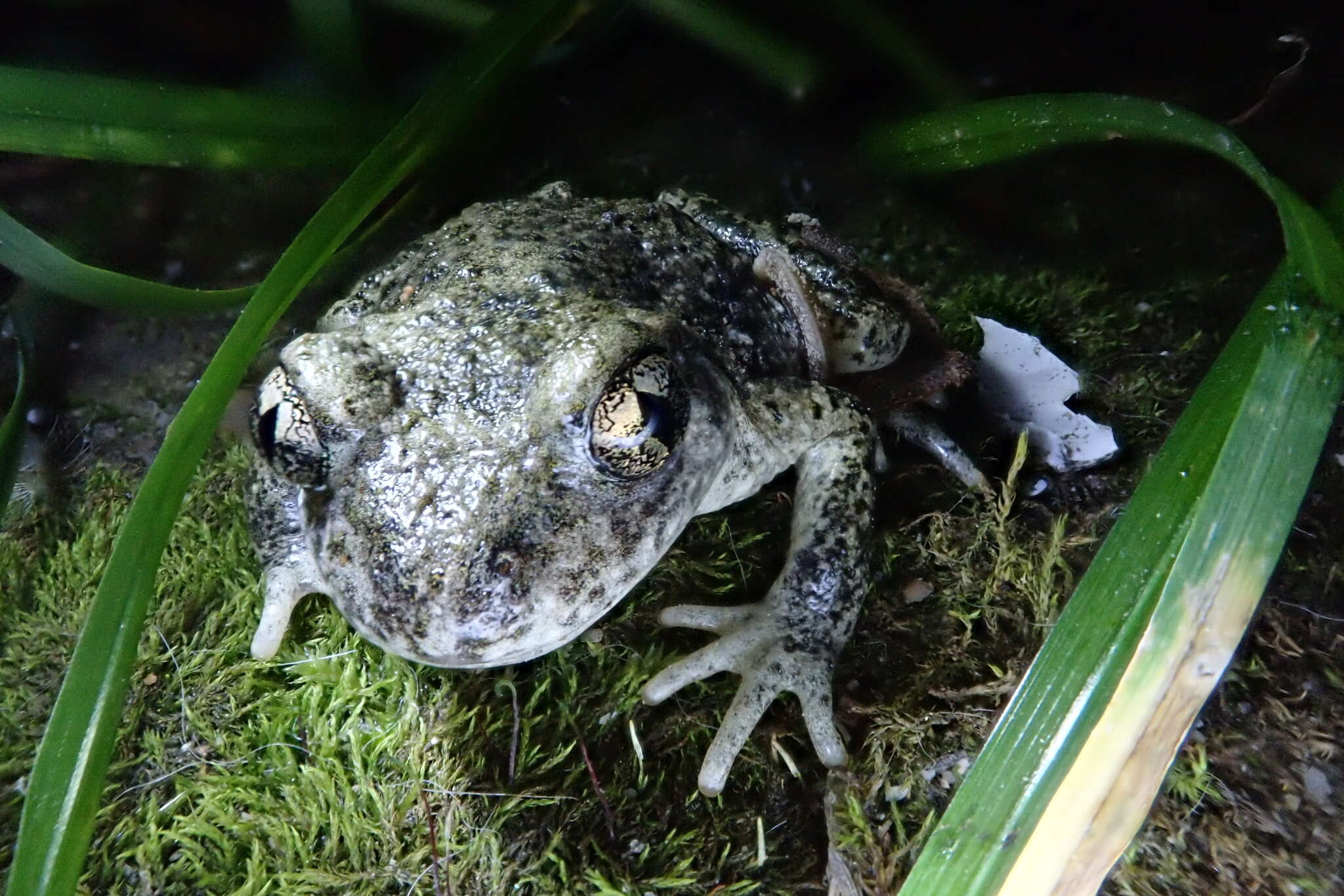 Image of Midwife toads