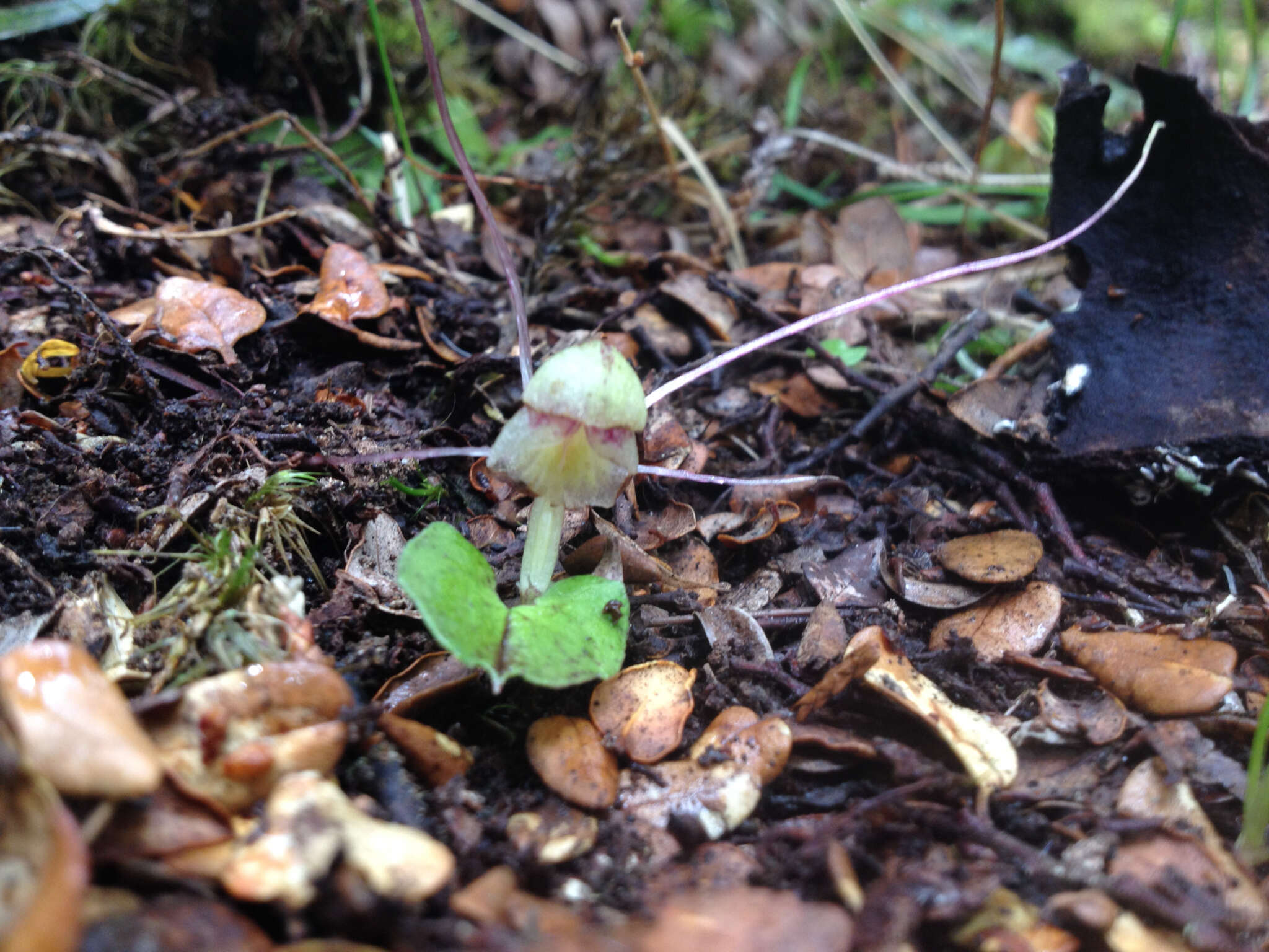 Image of Zeller's spider orchid