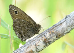 Image of Small Wood Nymph