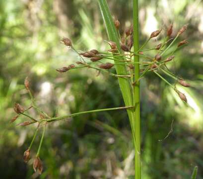 Image of Millet Beak Sedge