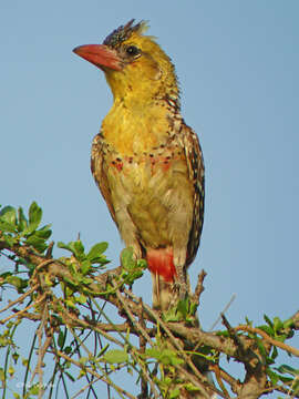 Image of Yellow-breasted Barbet