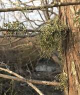 Image of cartilage lichen