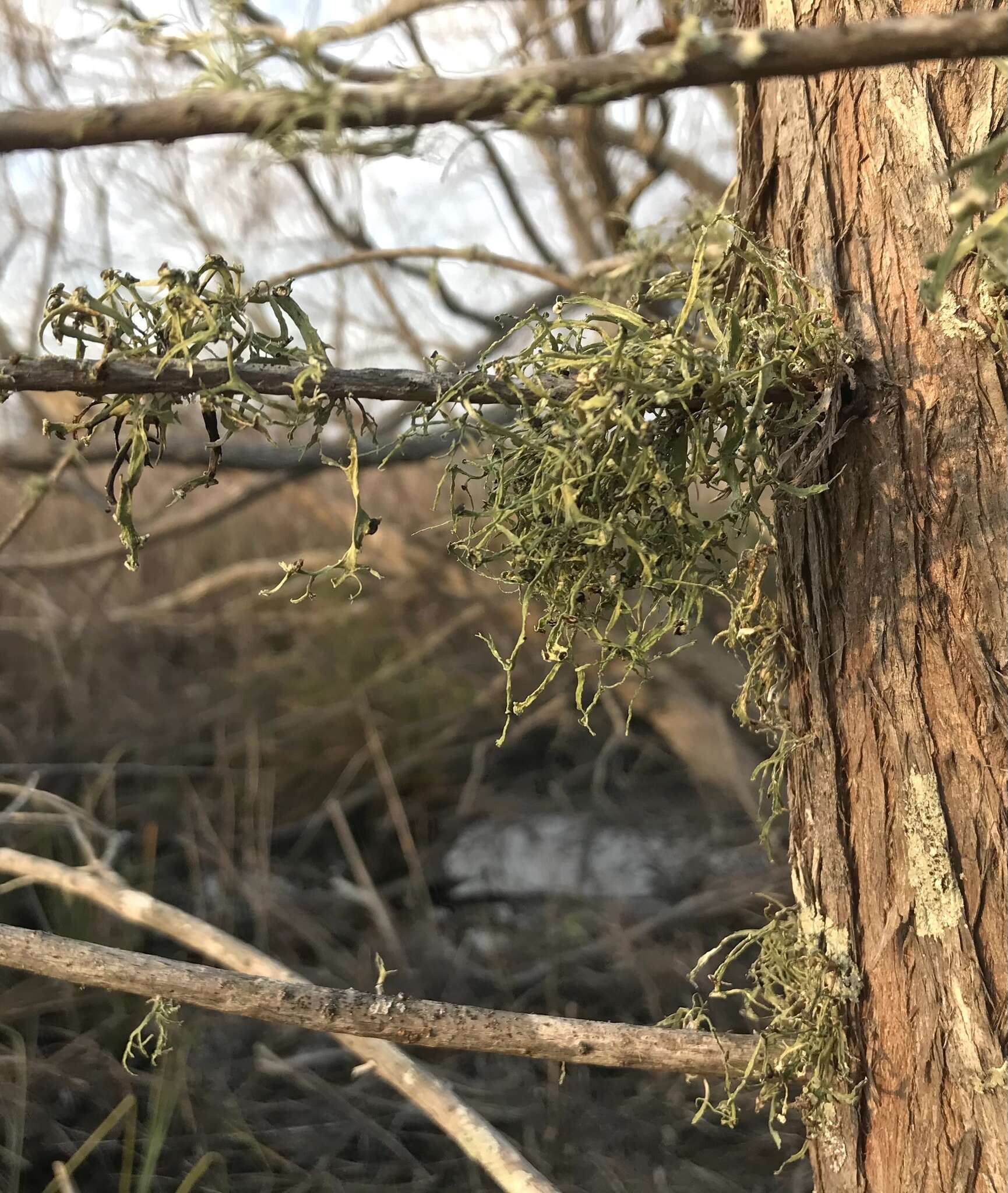 Imagem de Ramalina stenospora Müll. Arg.