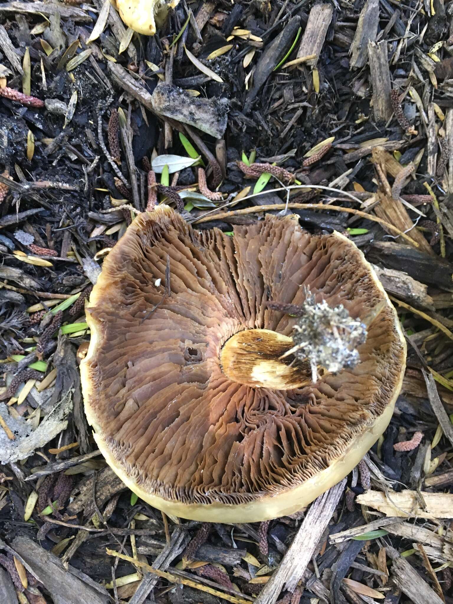 Image of Agrocybe putaminum (Maire) Singer 1936