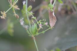 Image of Mexican bedstraw