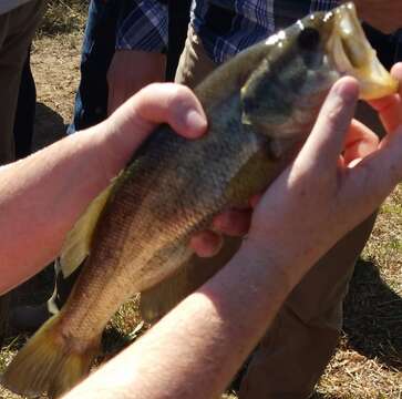 Image of Smallmouth Bass