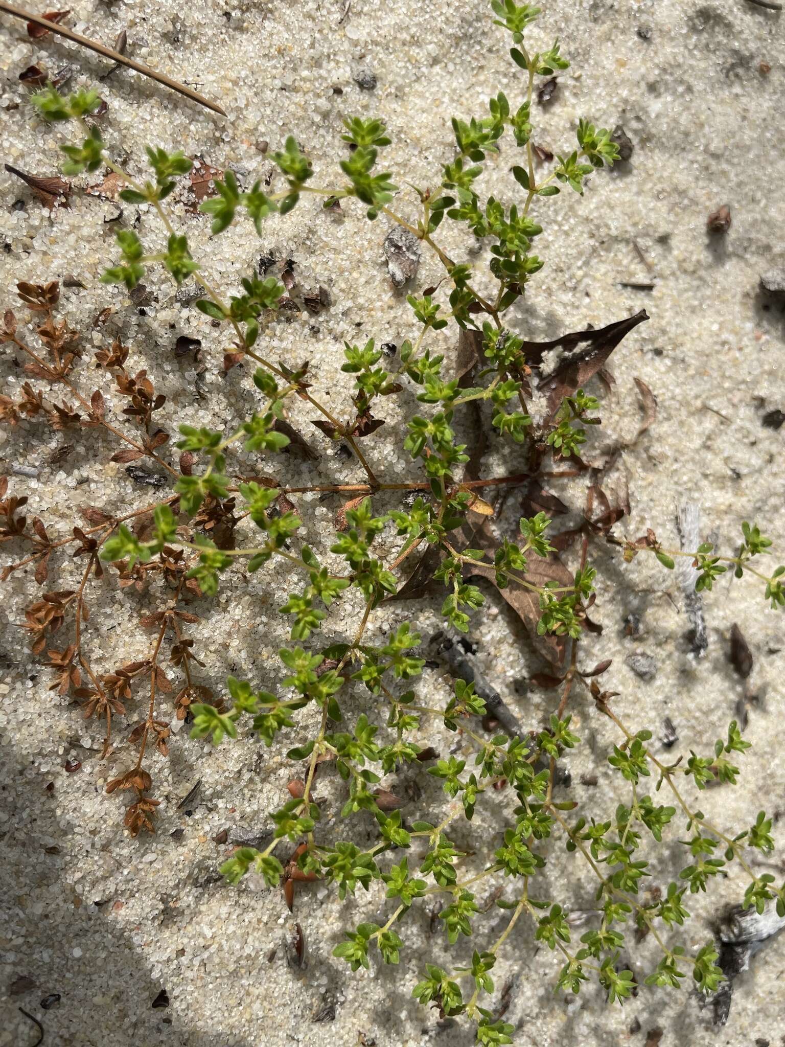 Image de Paronychia herniarioides (Michx.) Nutt.