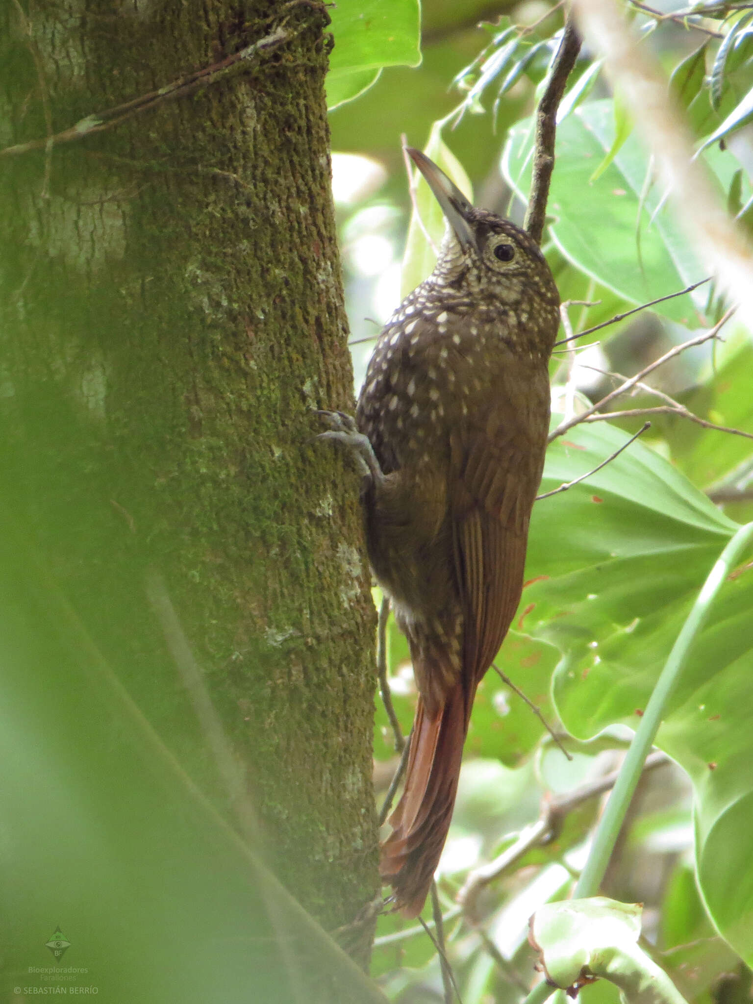 Imagem de Xiphorhynchus triangularis (Lafresnaye 1842)