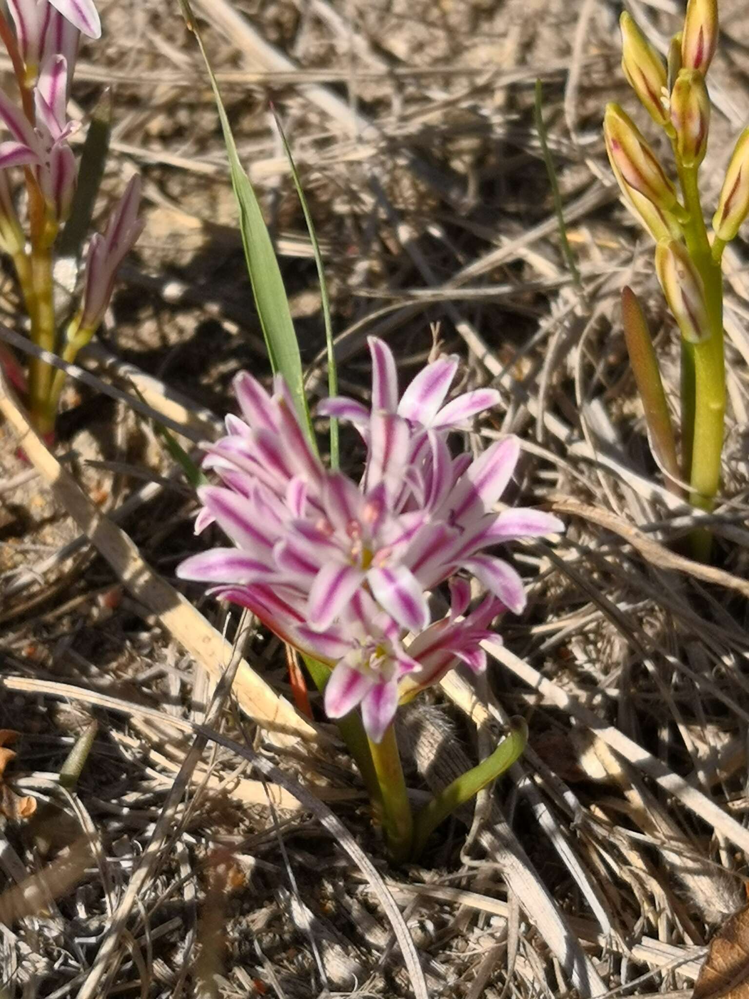 Image of Lachenalia corymbosa (L.) J. C. Manning & Goldblatt