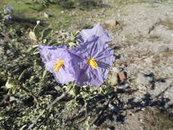 Image of Hinds' nightshade