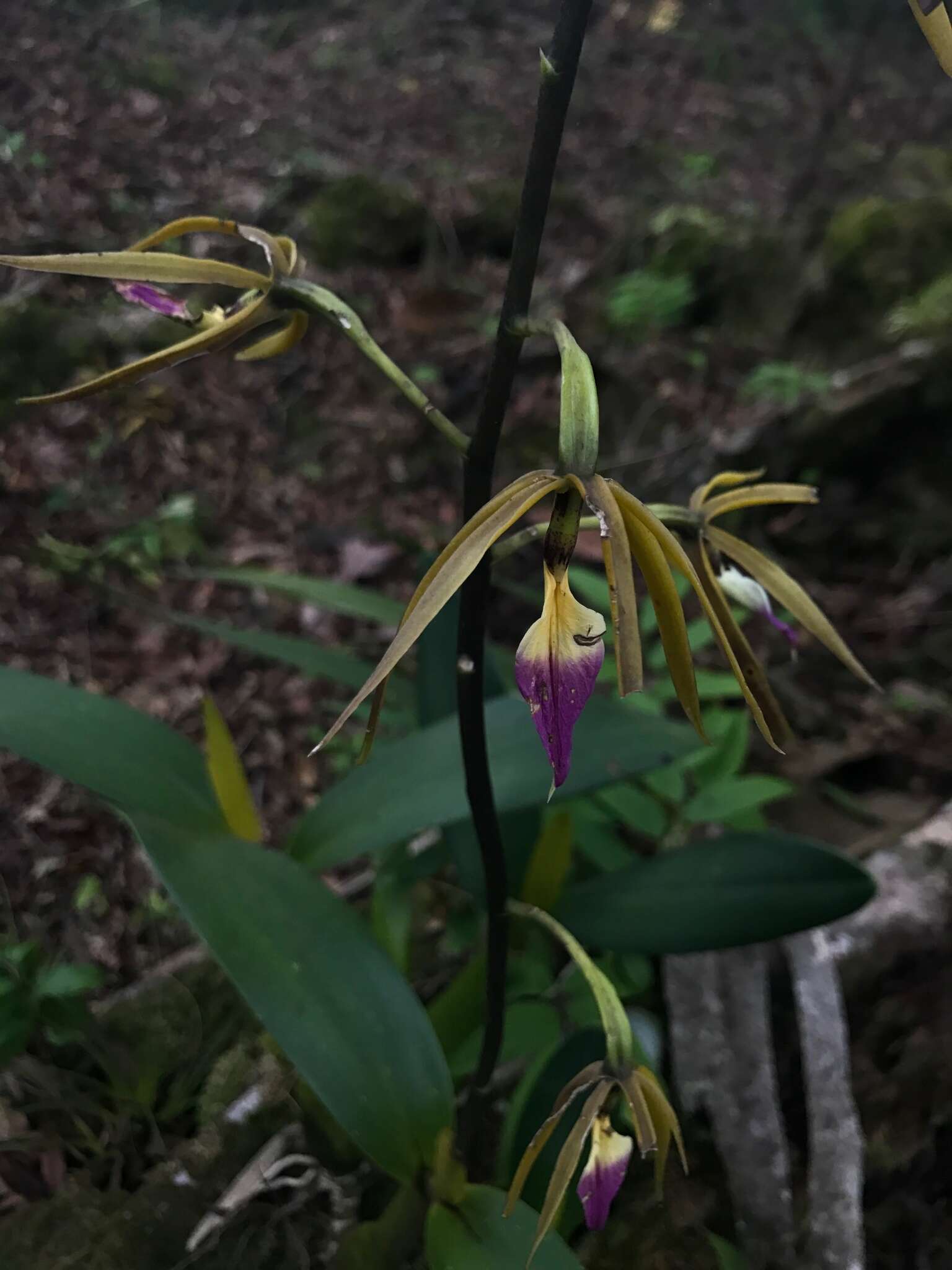 Image of Prosthechea brassavolae (Rchb. fil.) W. E. Higgins