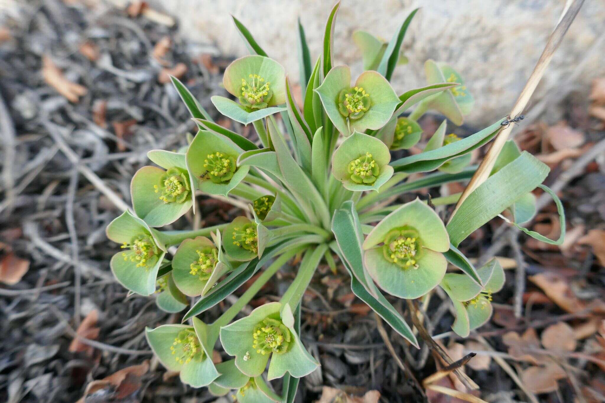 صورة Euphorbia bupleurifolia Jacq.