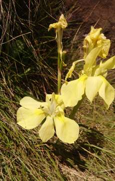 Image of Moraea alticola Goldblatt