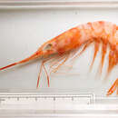 Image of golden shrimp