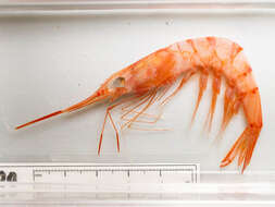 Image of golden shrimp