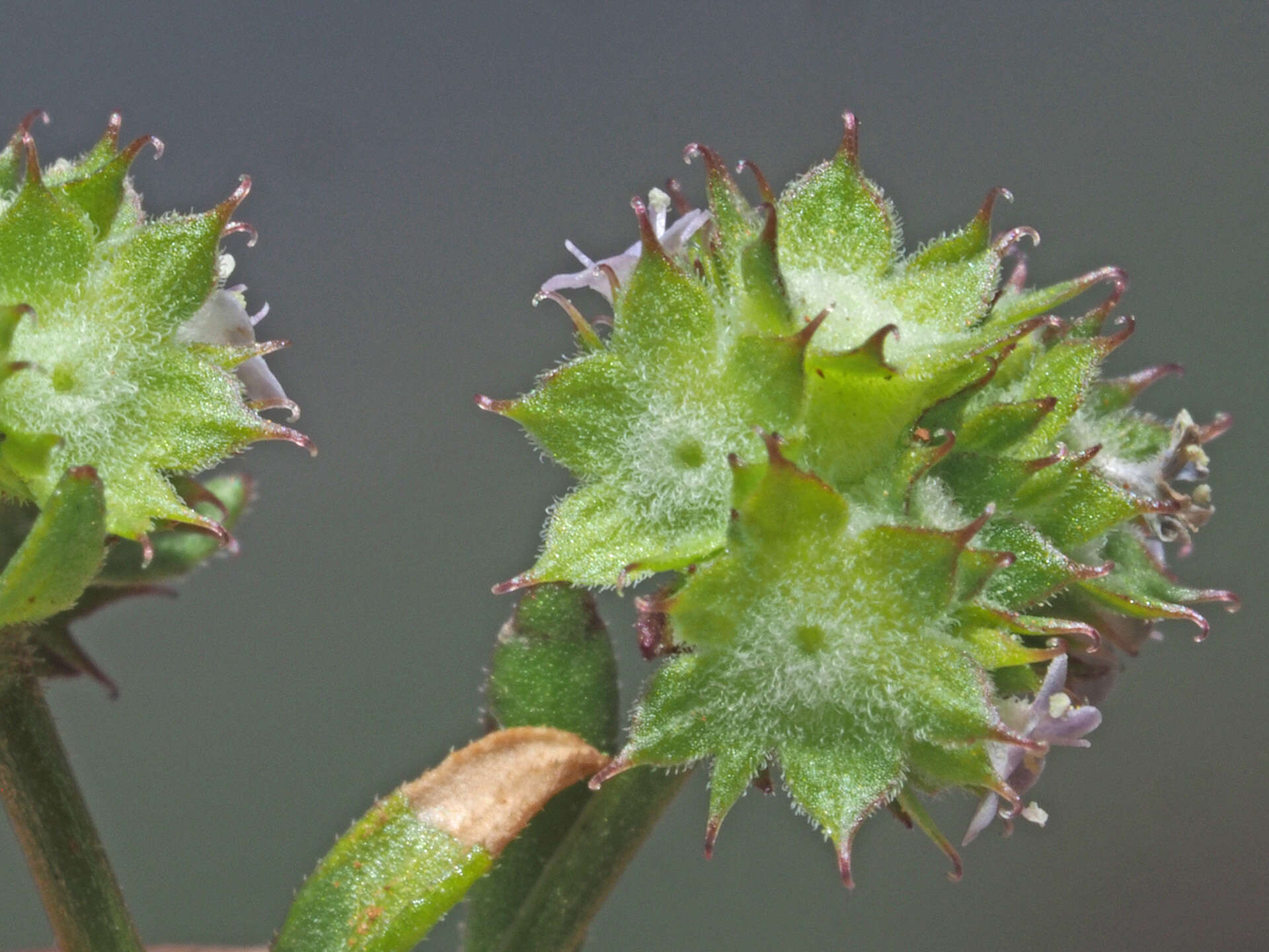 Image of Valerianella discoidea (L.) Loisel.