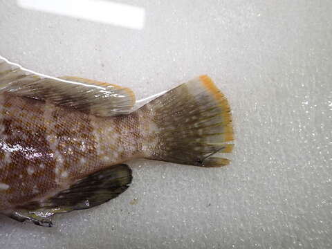 Image of Banded Grouper